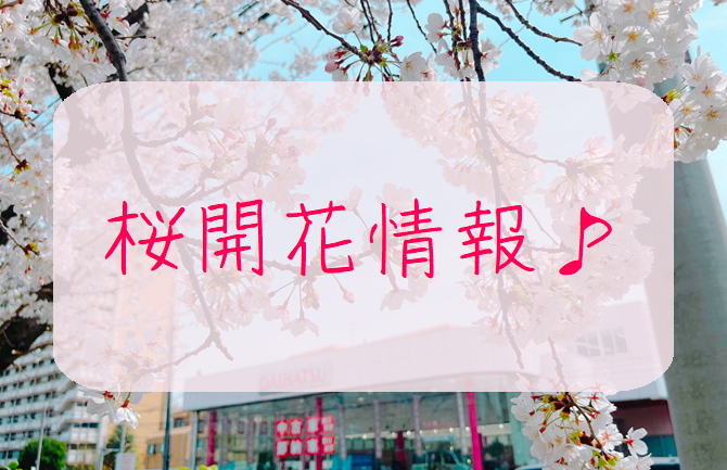 🌸お店の前の桜が見頃です🌸
